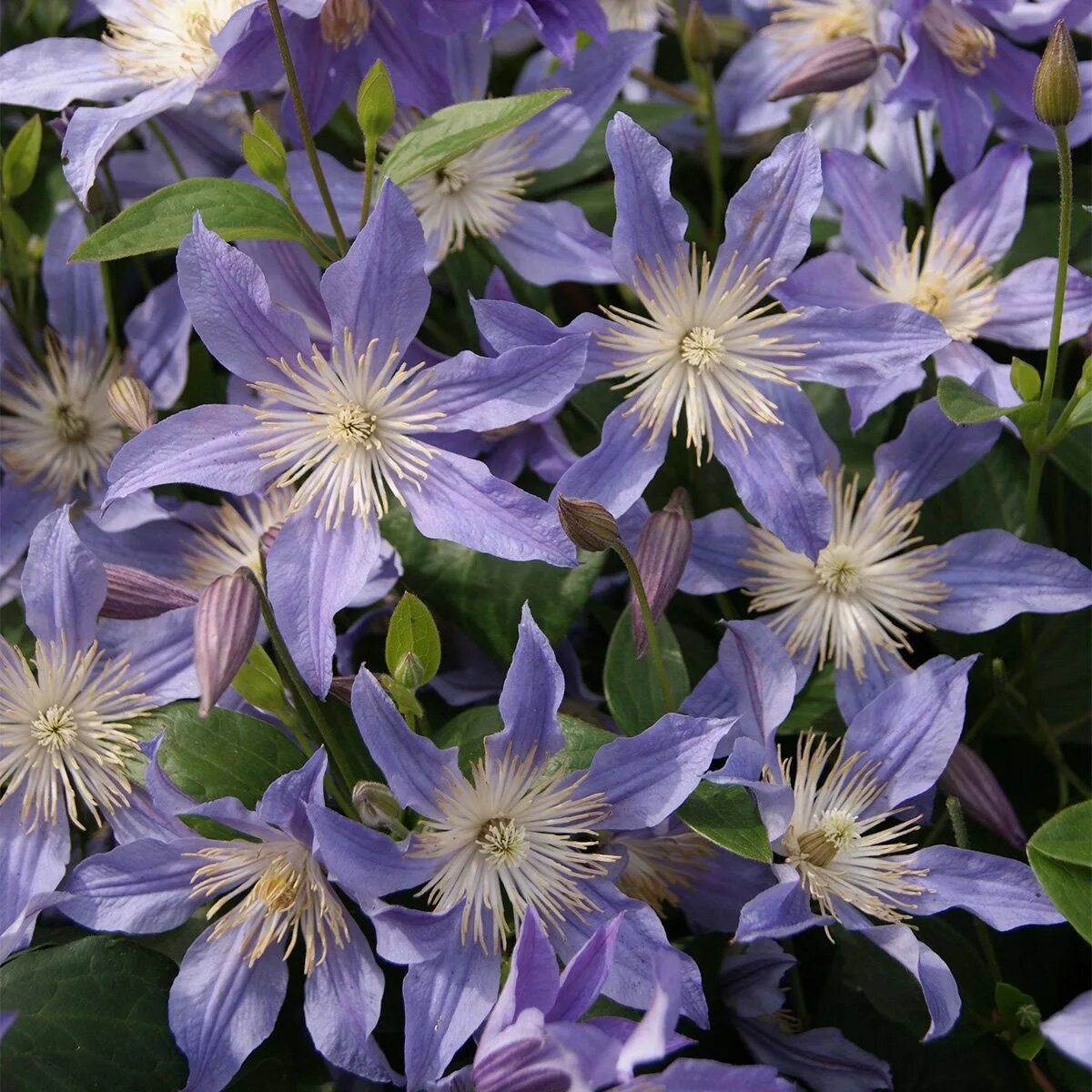 Клематис голубая река фото и описание Clematis Blue River online kaufen bei Gärtner Pötschke Garden of Clematis By Ste