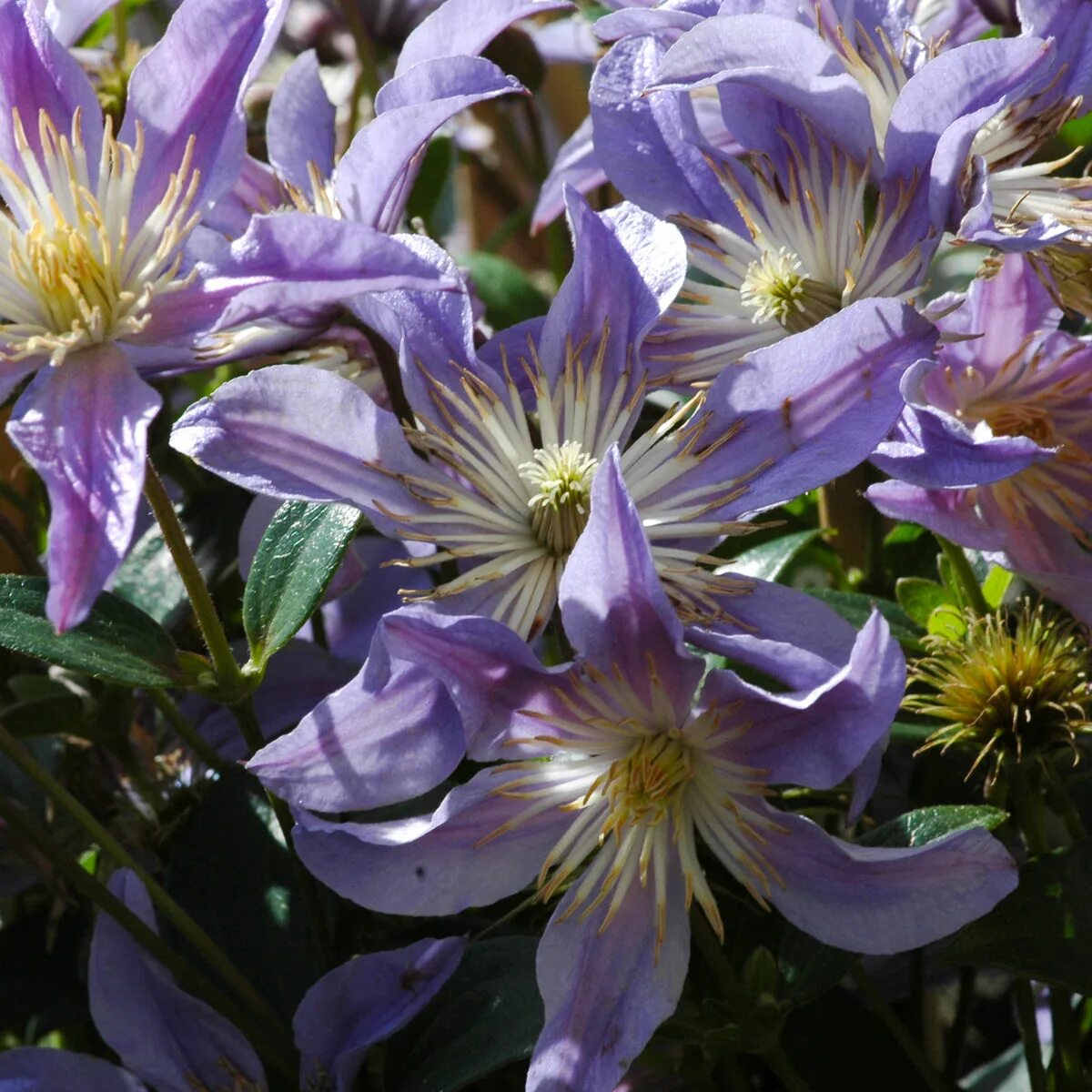 Клематис голубая река фото и описание Clematis 'BLUE RIVER' Clematis 'BLUE RIVER' online kaufen