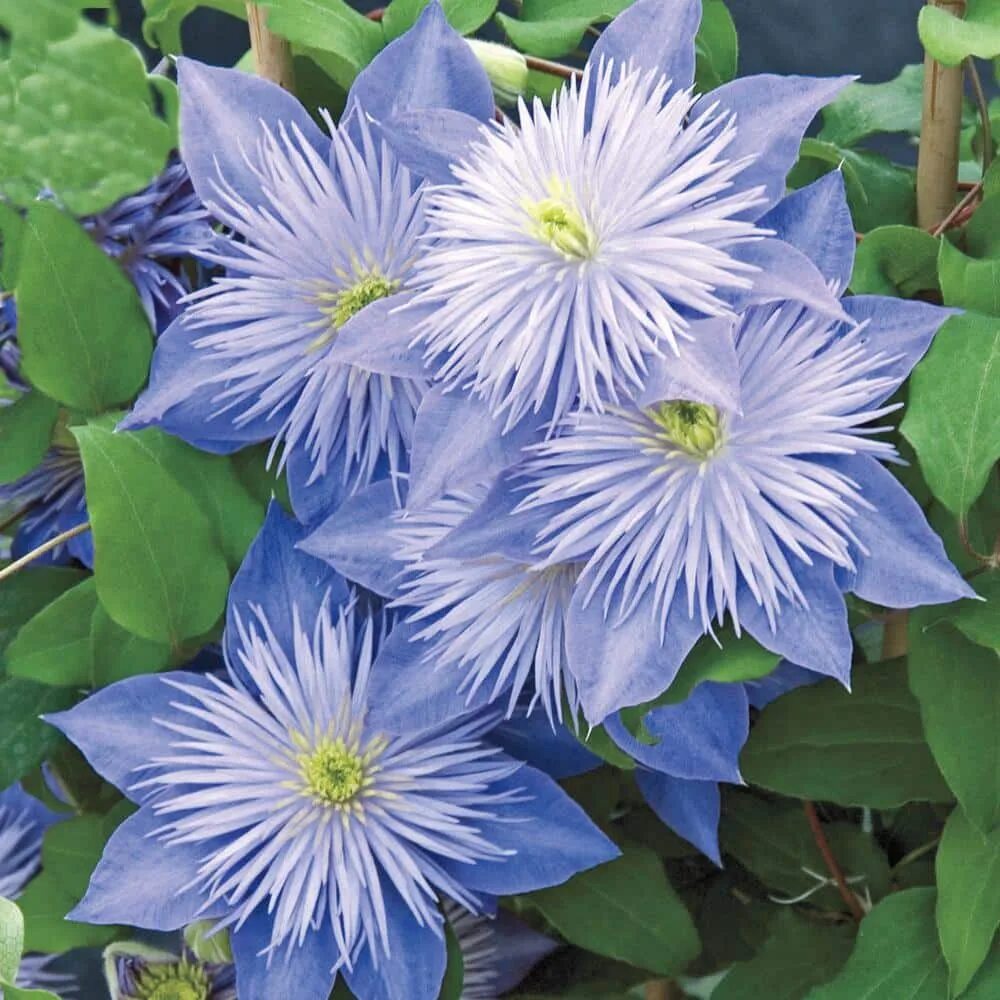 Клематис голубая река фото и описание Spring Hill Nurseries Crystal Fountain Clematis Live Bareroot Perennial Plant Pa