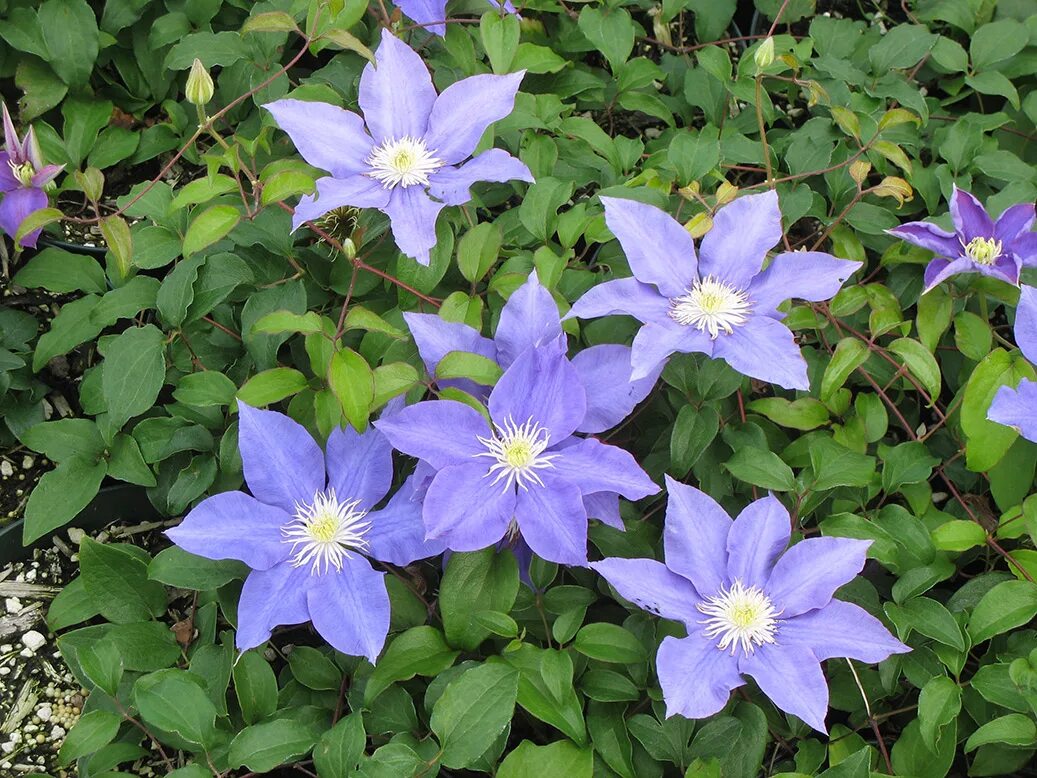 Клематис голубая река фото и описание Young Clematis - Plants4Home