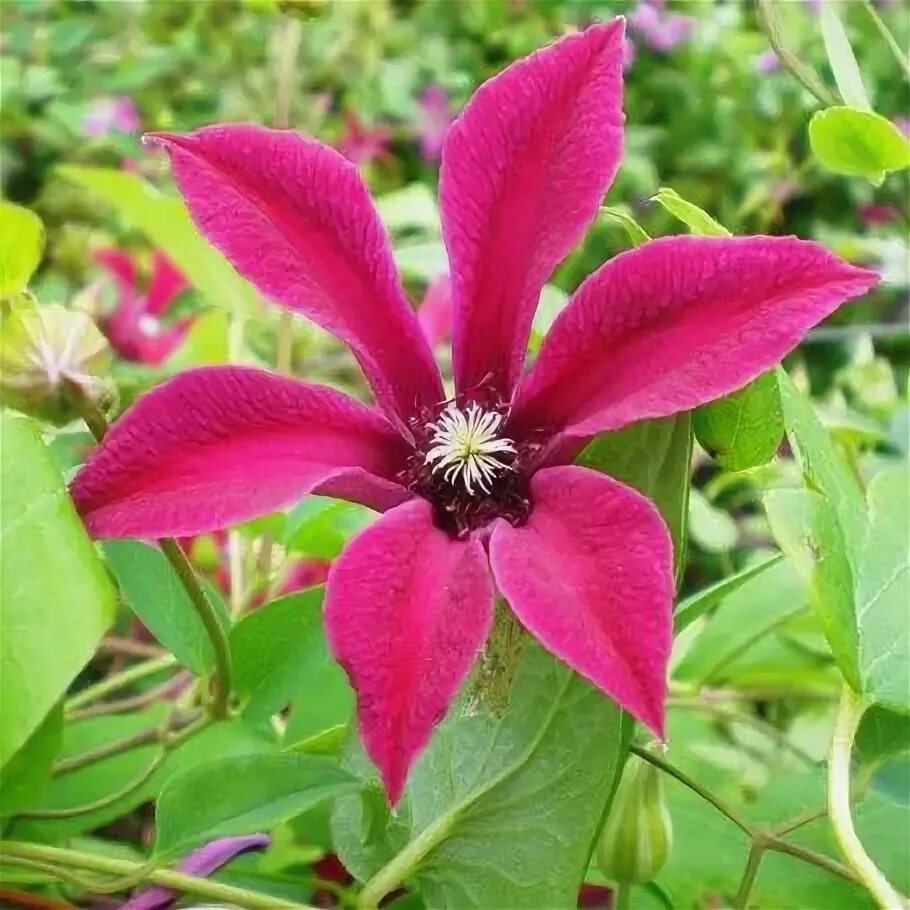 Клематис гравити бьюти фото Clematis 'Gravetye Beauty' Clematis, Plants, Beauty