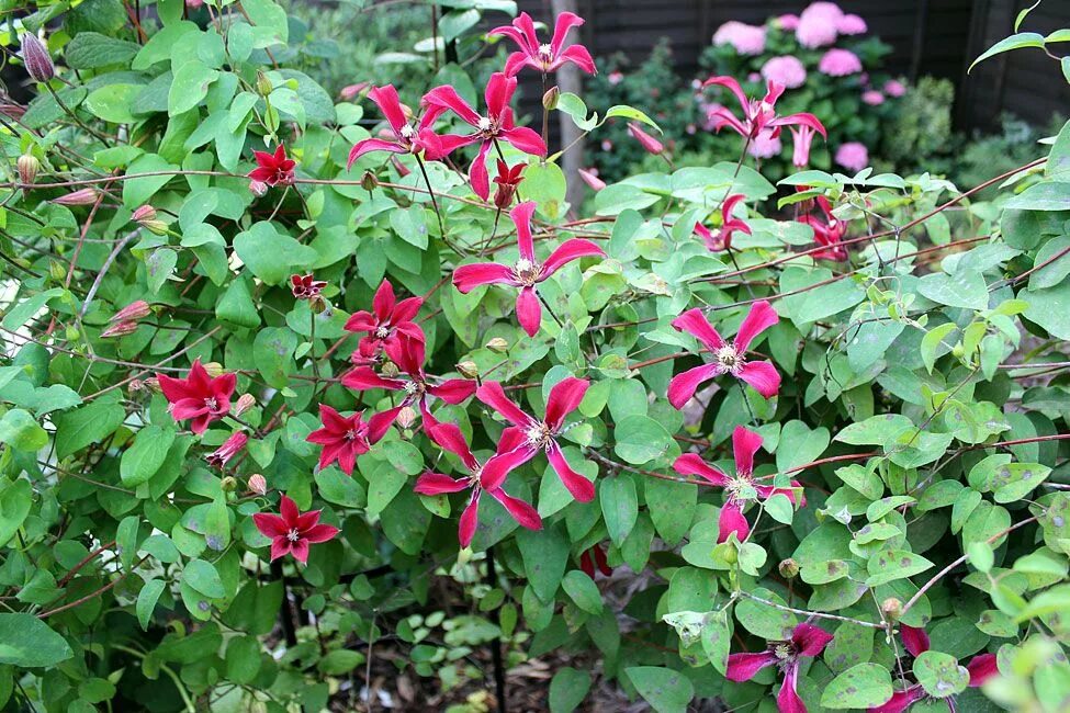 Клематис гравити бьюти фото A garden with many rooms - July Garten