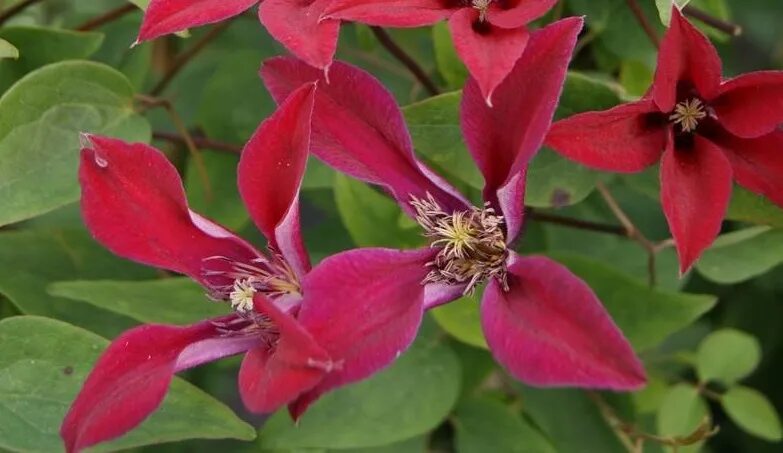 Клематис гравити бьюти фото Clematis_Gravetye_Beauty