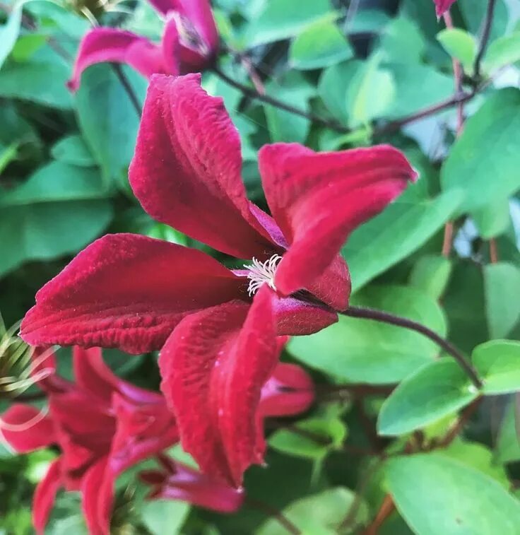 Клематис гравити бьюти фото Clematis 'Gravetye Beauty' ク レ マ チ ス