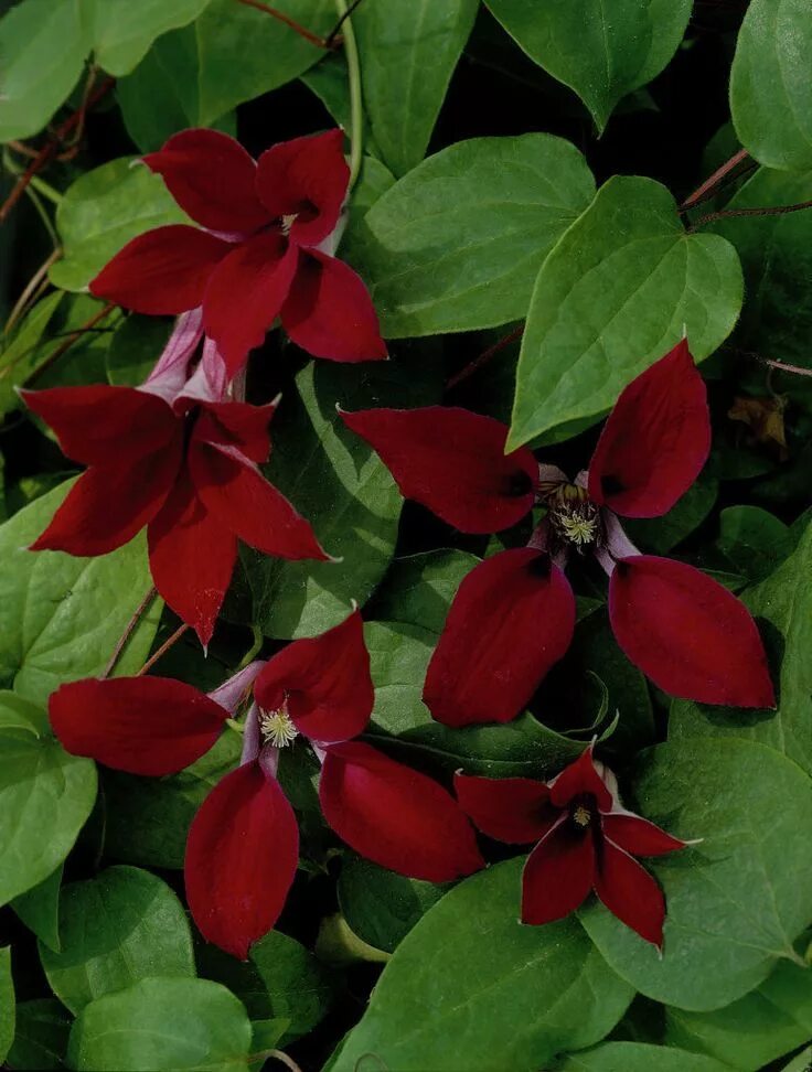 Клематис гравити бьюти фото Crimson Clematis 'Gravetye Beauty' * Clematis texensis 'Gravetye Beauty' * Scarl
