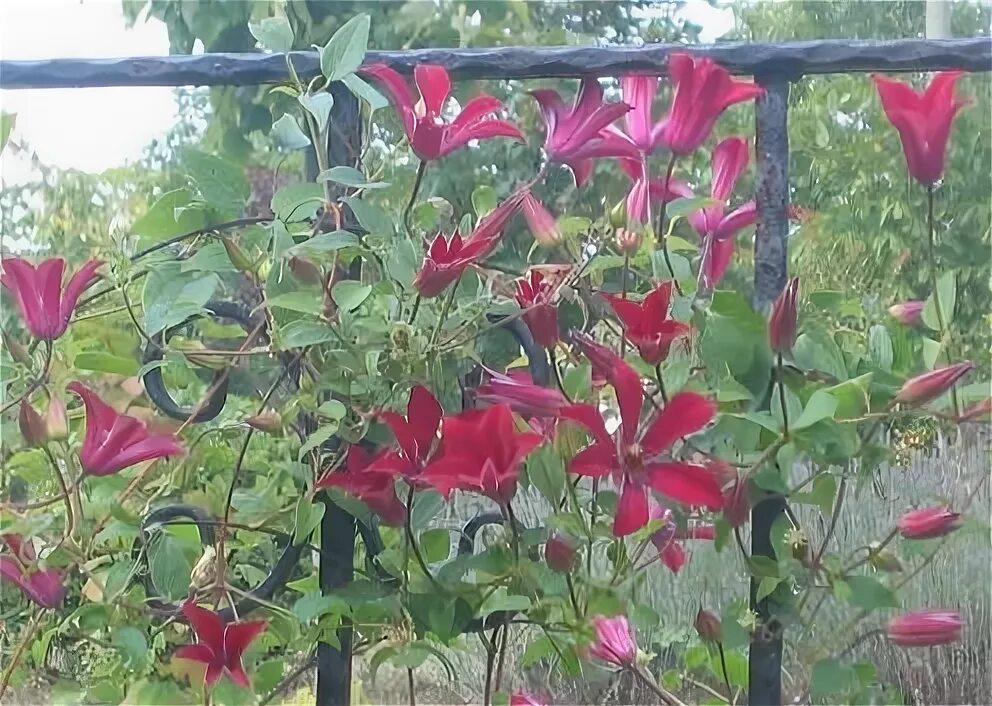 Клематис гравити бьюти фото Yaban Asması (Clematis sp.) - Page 31 - agaclar.net