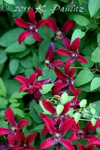 Клематис гравити бьюти фото Kaseys Korner Clematis texensis, Clematis, Winter flowers