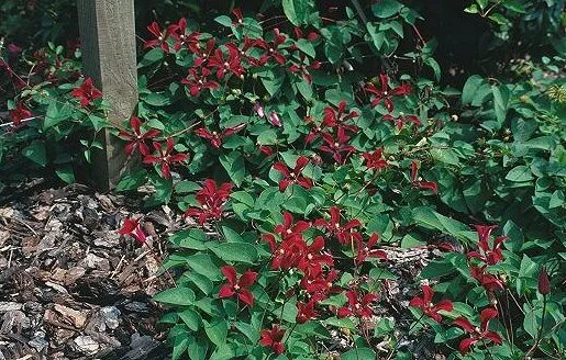 Клематис гравити бьюти фото Clematis Gallery 73 - International Clematis Society