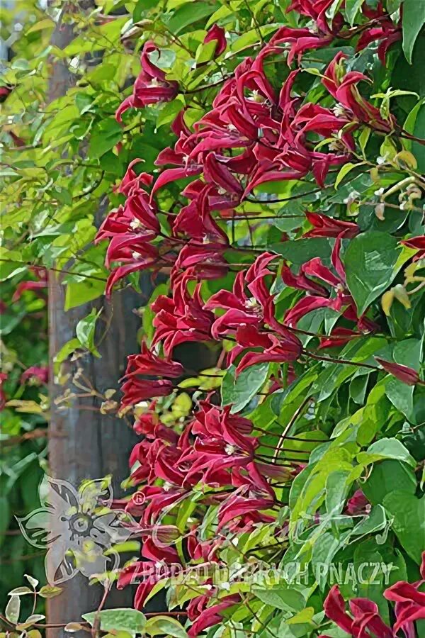 Клематис гравити бьюти фото Энциклопедия - Clematis - Źródło Dobrych Pnączy
