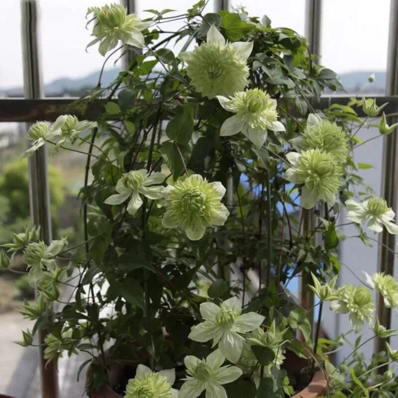 Клематис грин пэшн фото White Green Clematis Potted Clematis Climbing Flower 100 particles / bag - купит