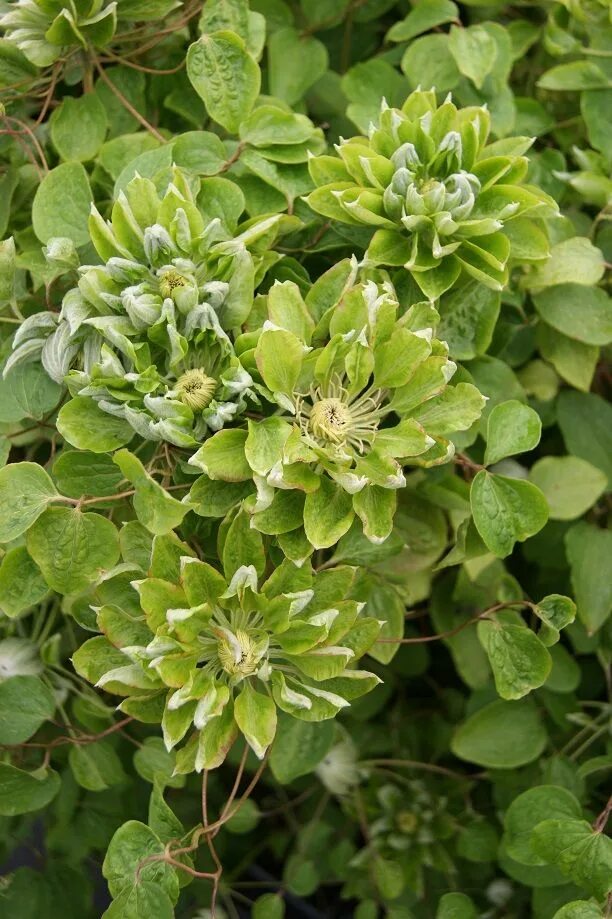 Клематис грин пэшн фото Clematis, Flower show, Climber plants