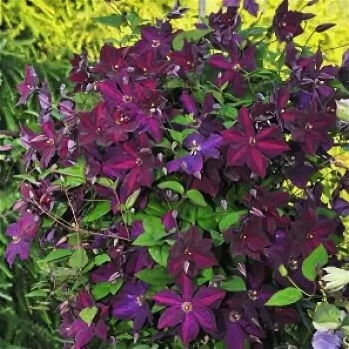 Клематис грюнвальд фото КЛЕМАТИС CLEMATIS ЛИАНЫ. Луковицы, рассада и саженцы