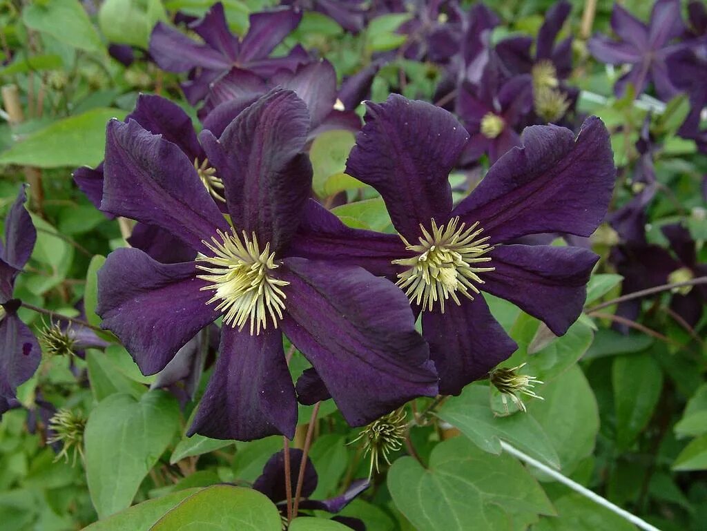 Клематис грюнвальд фото Clematis 'Romantika' Lens Roses