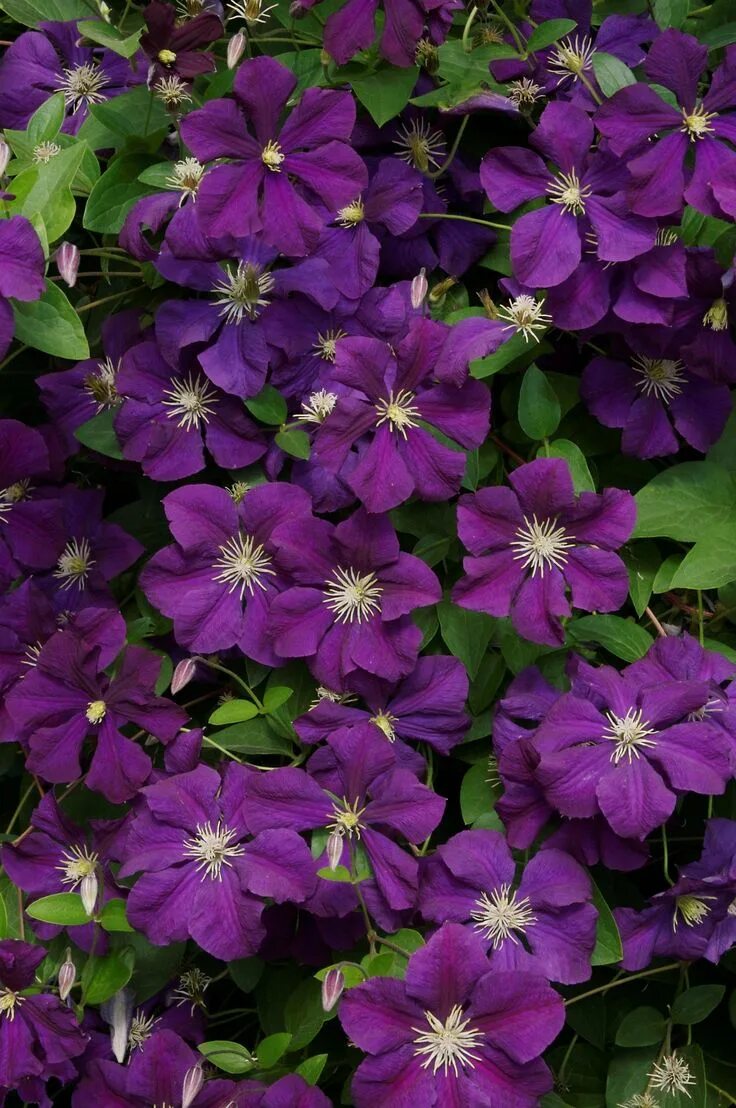 Клематис грюнвальд фото Jackman Clematis Clematis plants, Clematis vine, Flowering vines