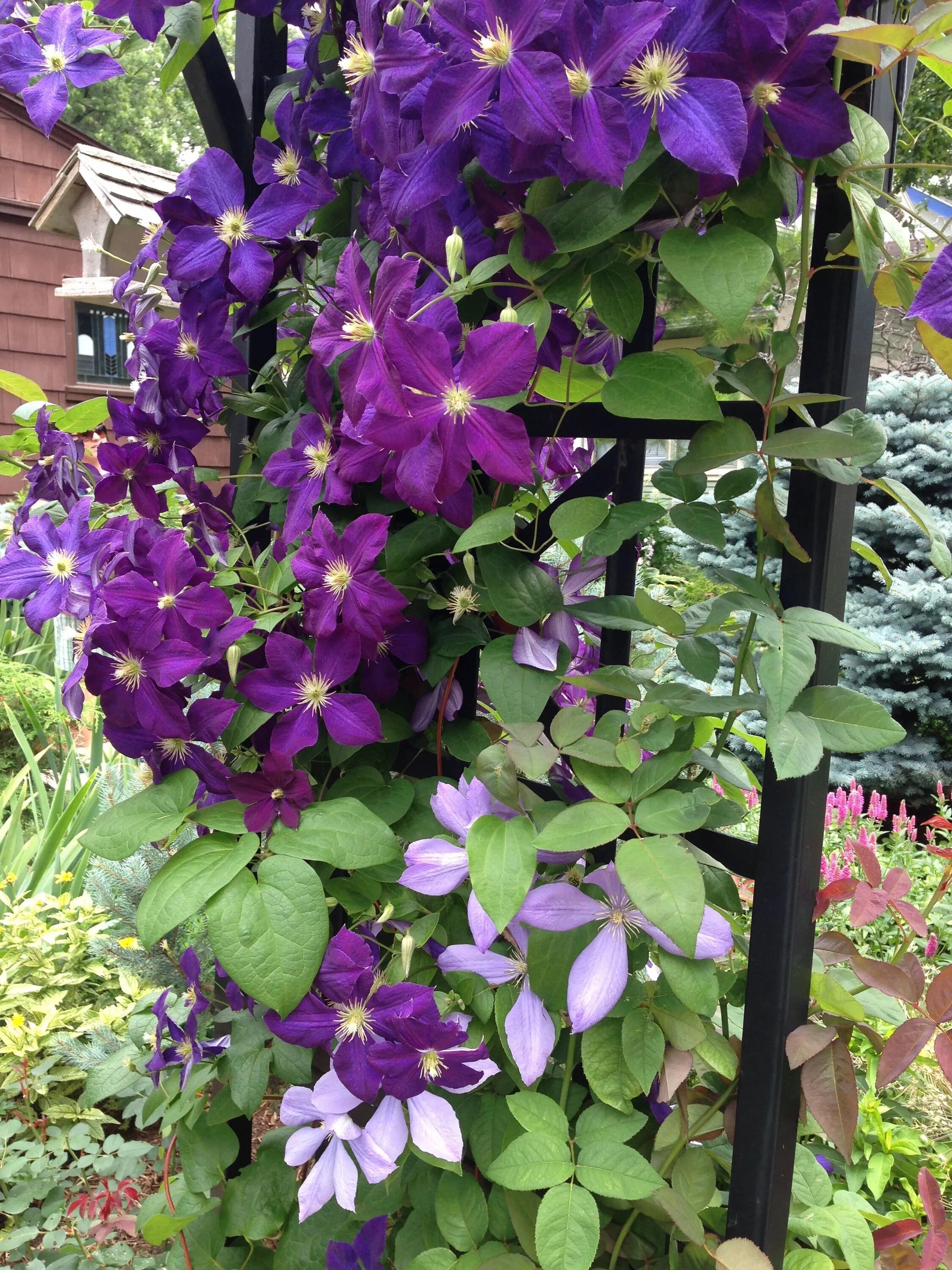 Клематис грюнвальд фото Two Colors of Clematis - Beautiful Combination!