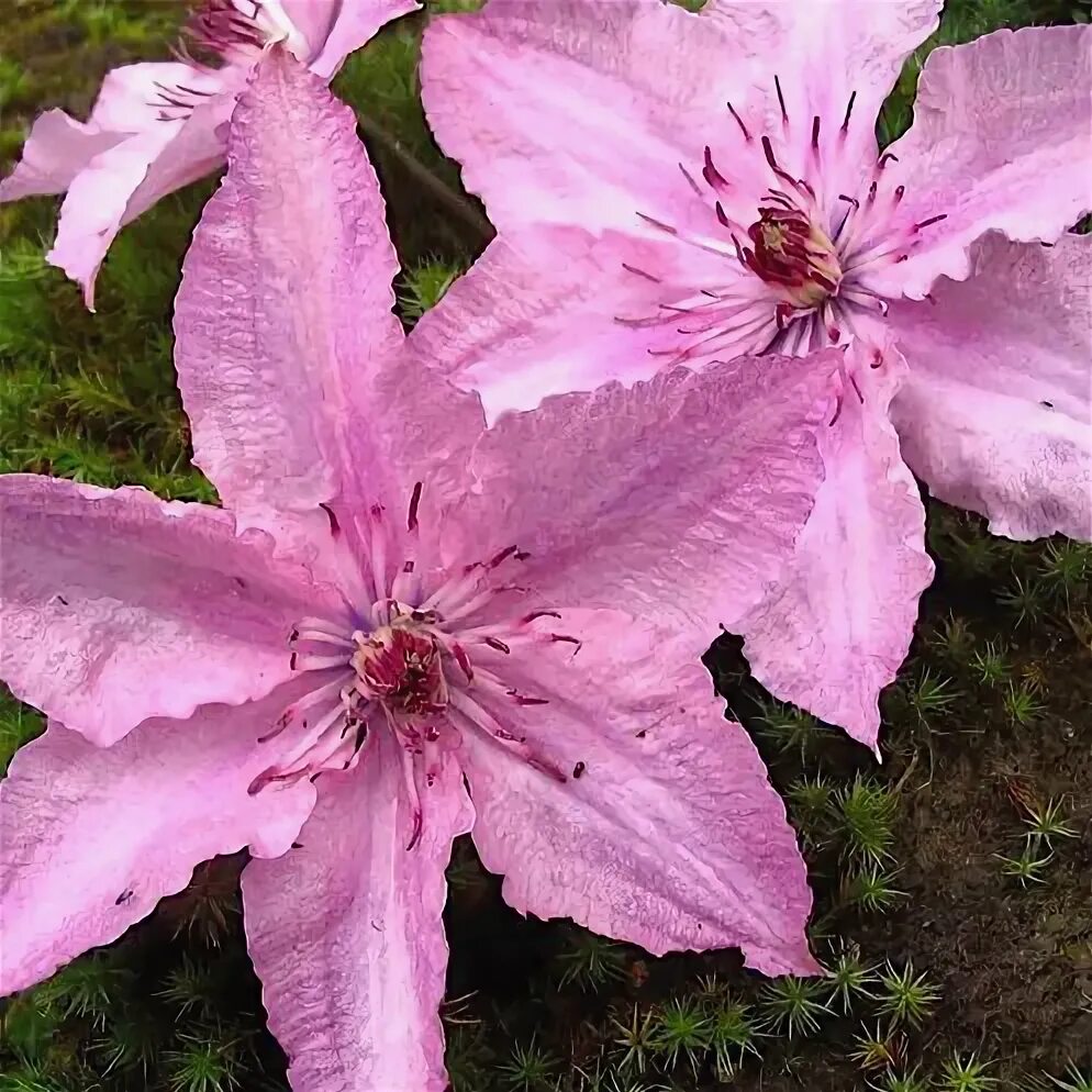 Клематис hagley hybrid фото Клематис 'Хагли Гибрид' / Clematis 'Hagley Hybrid' - Ландшафтная компания Эдельв