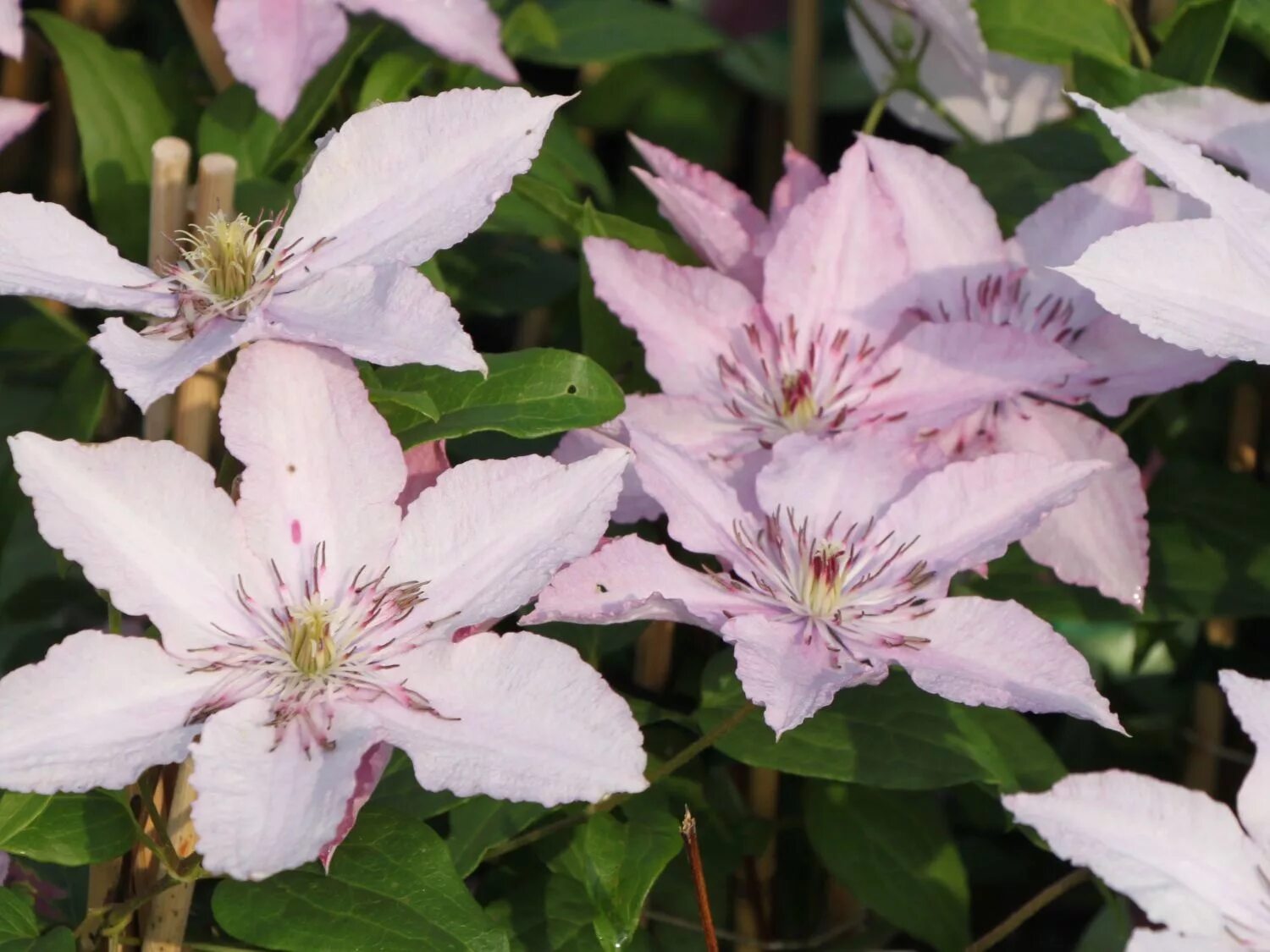 Клематис хагли фото и описание Clematis 'Hagley Hybrid' - Clematis 'Hagley Hybrid' Интернет-магазин цветов и ра