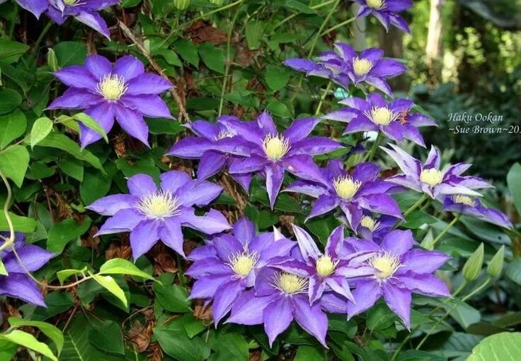 Клематис хакуокан фото и описание сорта Clematis 'HAKU OOKAN'