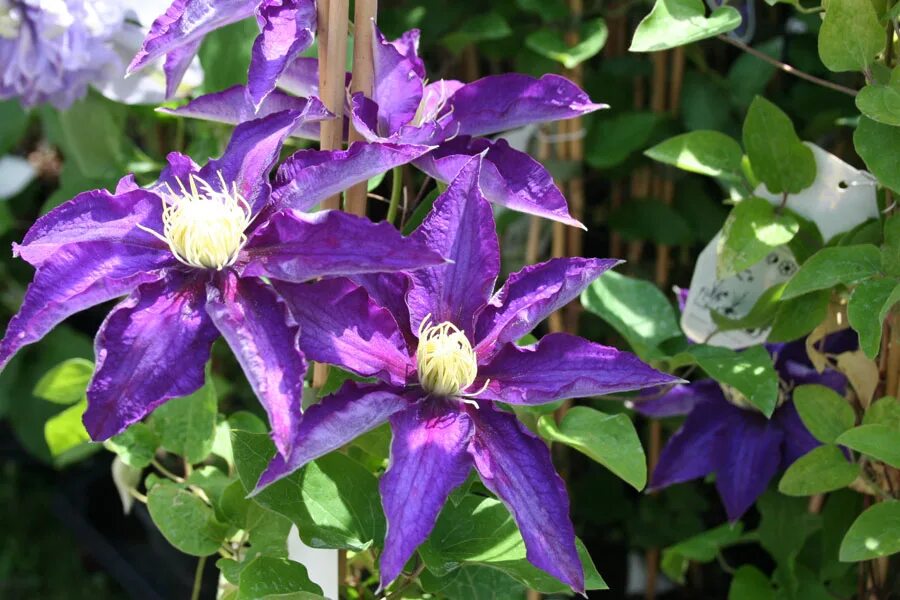 Клематис хакуокан фото и описание сорта Clematis (Клематис) Hakuookan P9. Остаток шт 40