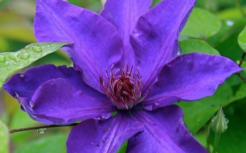 Клематис хания фото и описание сорта The President Clematis - 1 Gallon - Trellis - Clematis - All - Buy Plants Online