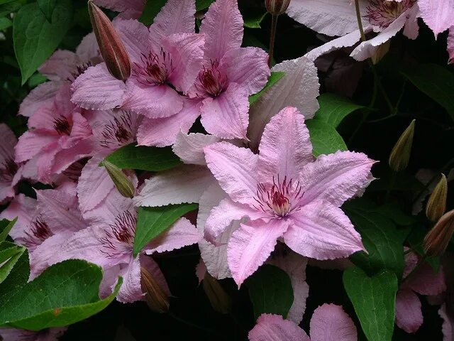 Клематис хайбрид фото Clematis Hagley's Hybrid Clematis flower, Clematis, Climber plants