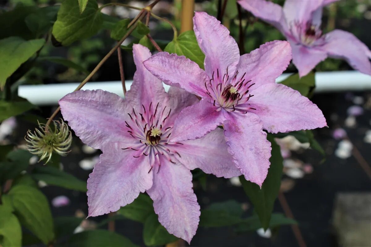 Клематис хегли фото Клематис Хегли Хайбрид (Clematis Hagley Hybrid)