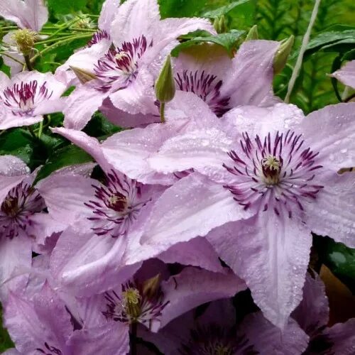 Клематис хегли фото Купить Клематис гибридный "Хэгли Хайбрид" (Clematis 'Hagley Hybrid') от 699 руб.