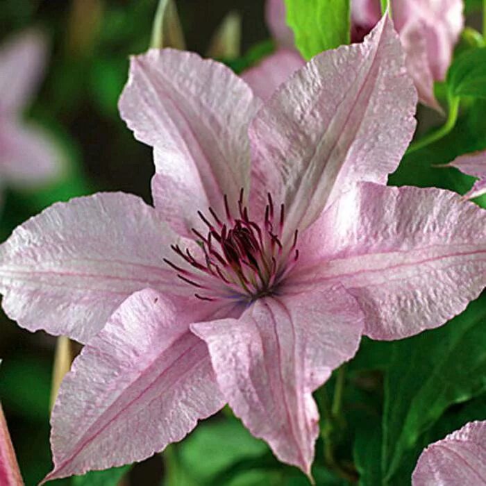 Клематис хегли фото и описание Clematis Хегли Хайбрид: fotoğraf, açıklama. Dikim ve bakım