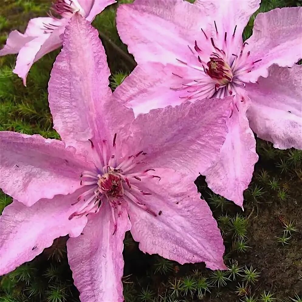Клематис хегли фото и описание Клематис 'Хагли Гибрид' / Clematis 'Hagley Hybrid' - Ландшафтная компания Эдельв