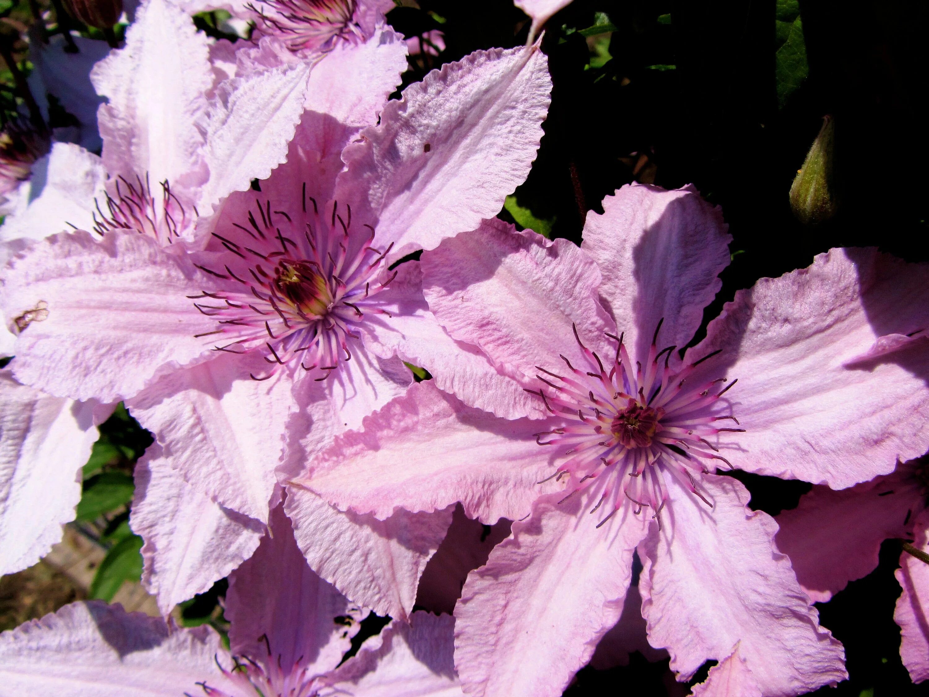 Клематис хегли фото и описание Hagley Hybrid - 3.5" Pot Rich Pink Ruffle Petals Clematis - Vine Plant #PurpleCl