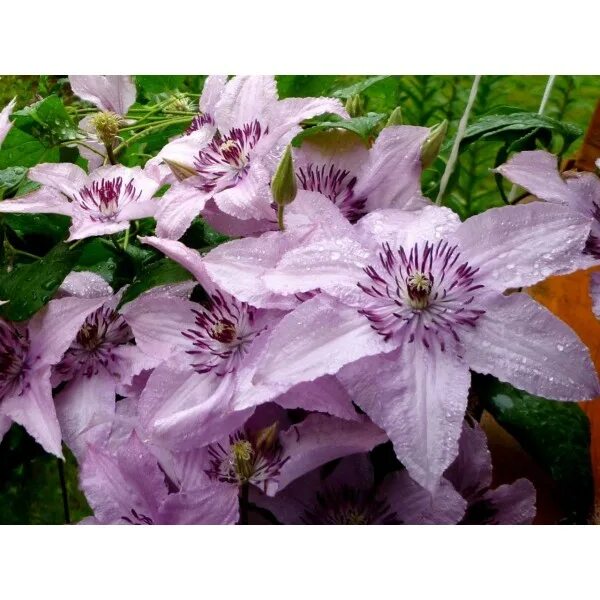 Клематис хегли фото и описание Клематис "Хэгли Хайбрид" / Clematis "Hagley Hybrid"