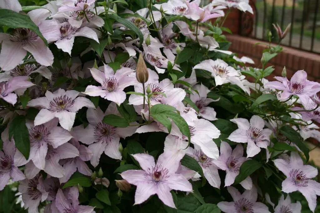 Клематис хегли гибрид фото и описание отзывы Clematis (Клематис) Hagley Hybrid P9. Остаток шт 5