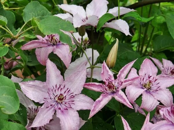 Клематис хегли гибрид фото и описание отзывы Клематис "Hagley Hybrid"