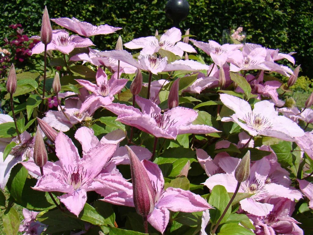 Клематис хегли гибрид фото и описание отзывы Clematis Hagley Hybrid Brushwood Nursery, Clematis Specialists