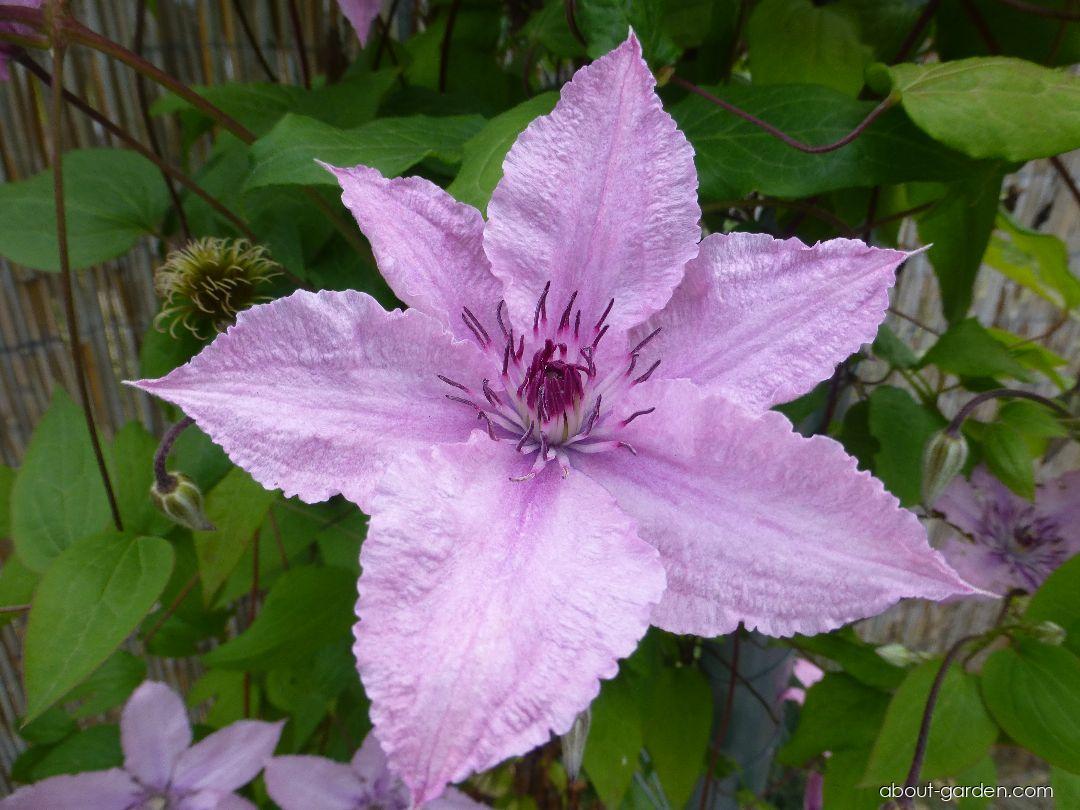 Клематис хегли хайбрид купить фото и описание Photo clematis Hagley Hybrid About-garden.com