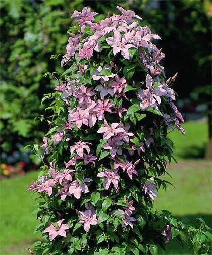 Клематис хейли фото Clematis Хегли Хайбрид: fotoğraf, açıklama. Dikim ve bakım