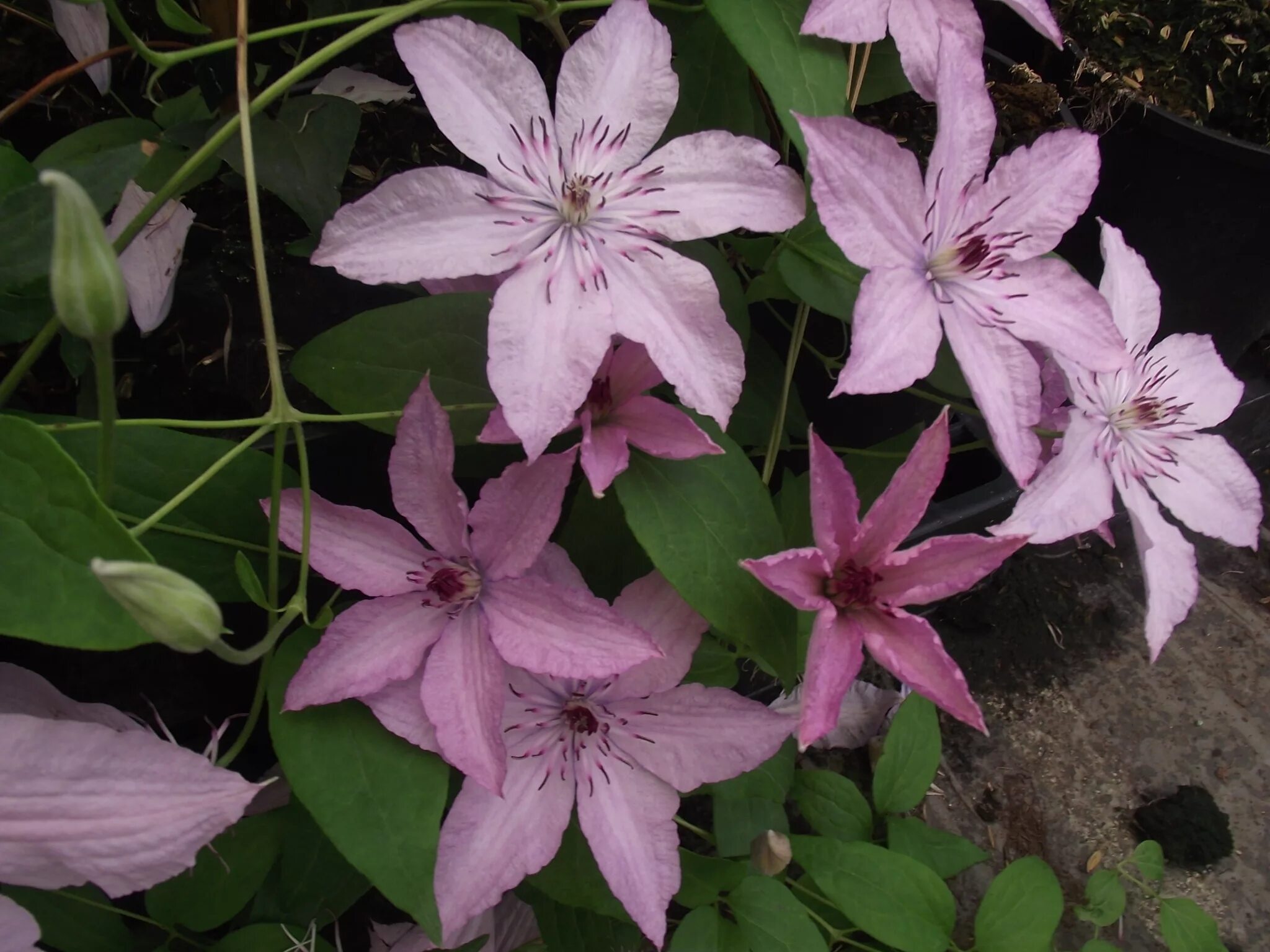 Клематис хейли фото File:Clematis Hagley Hybrid 2.JPG - Wikimedia Commons