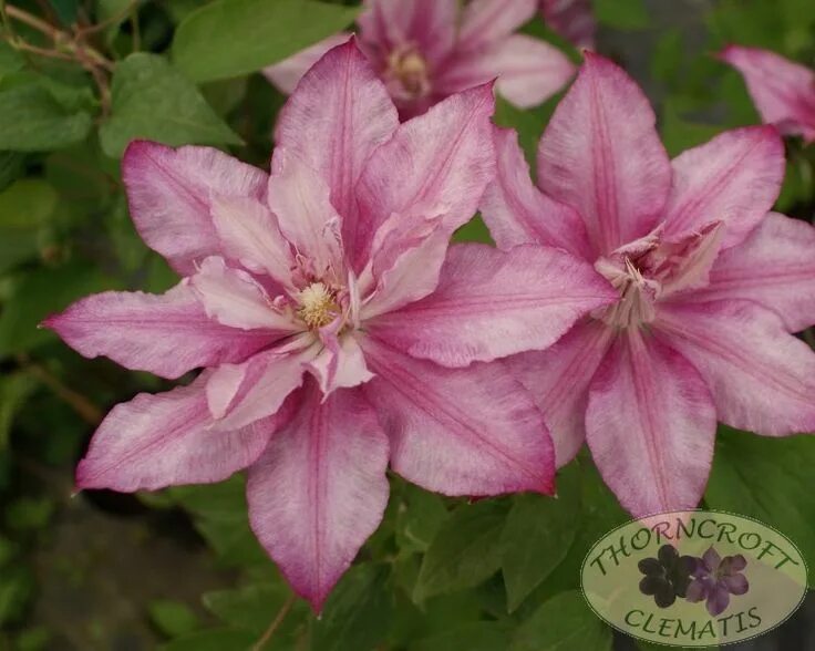 Клематис хот киссес фото LASTING LOVE 'Grazyna' - Early Large Flowered - Clematis Clematis, Climbing flow