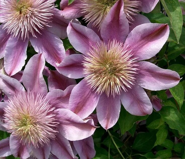 Клематис хот киссес фото Clematis 'Evijohill'