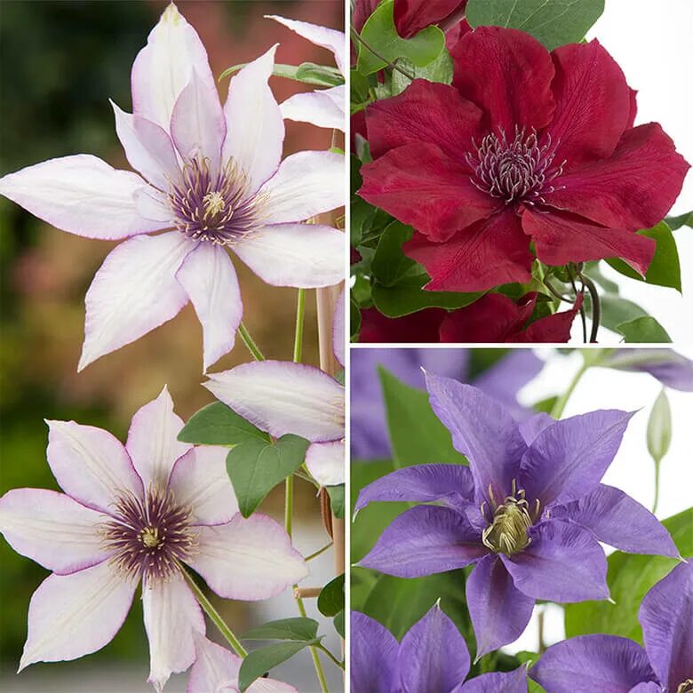 Клематис хот киссес фото Boulevard Patio Clematis Collection Coopers Of Stortford