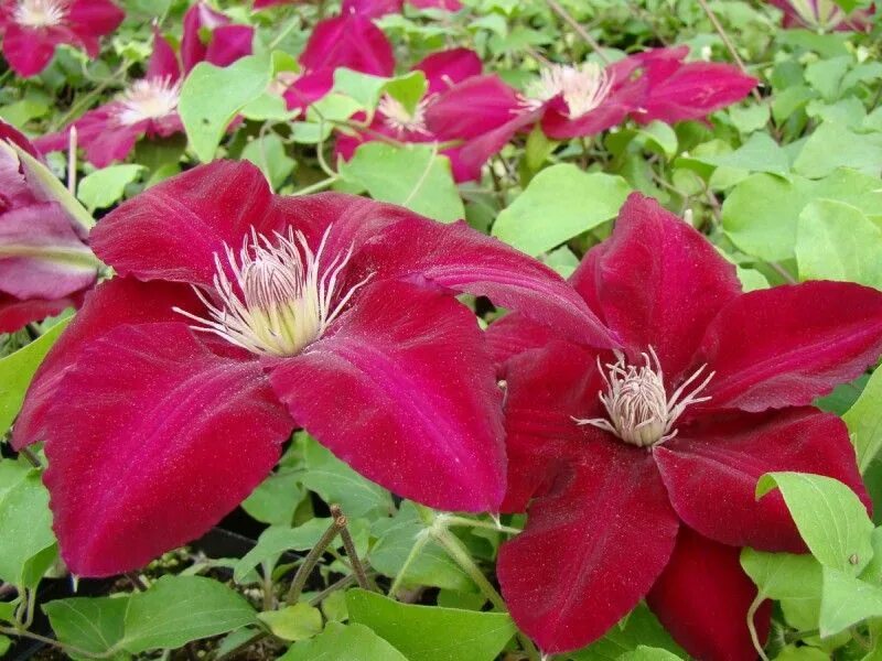 Клематис хот киссес фото Clematis Rebecca - Large Flowered Clematis Clematis, Summer flowers, Red flowers