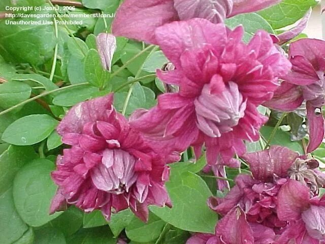 Клематис хот киссес фото Pin by Eileen Coccia on Garden Pinterest