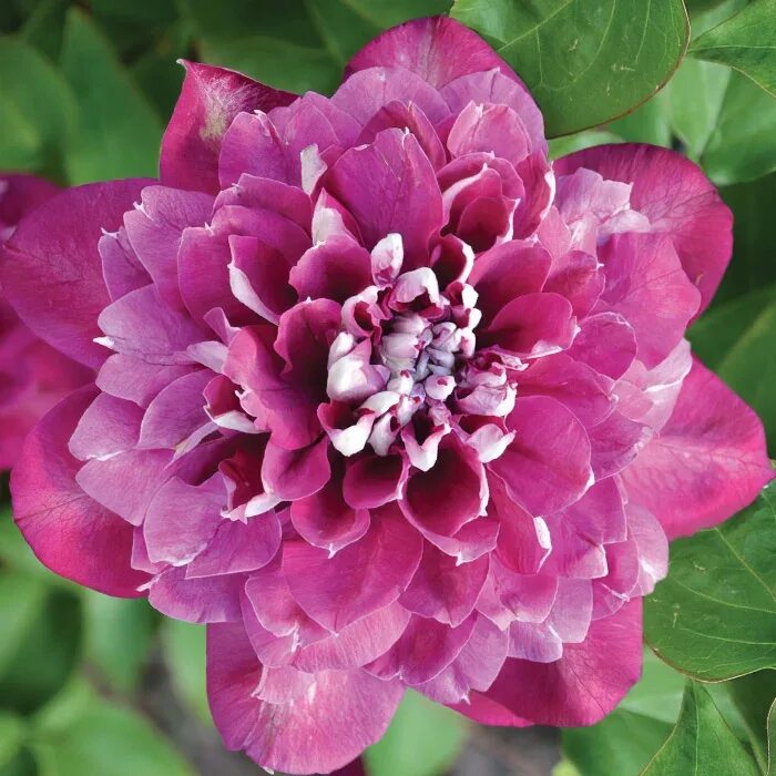 Клематис хот киссес фото Купить Клематис Hot Kisses - Клематис - GardenPlants