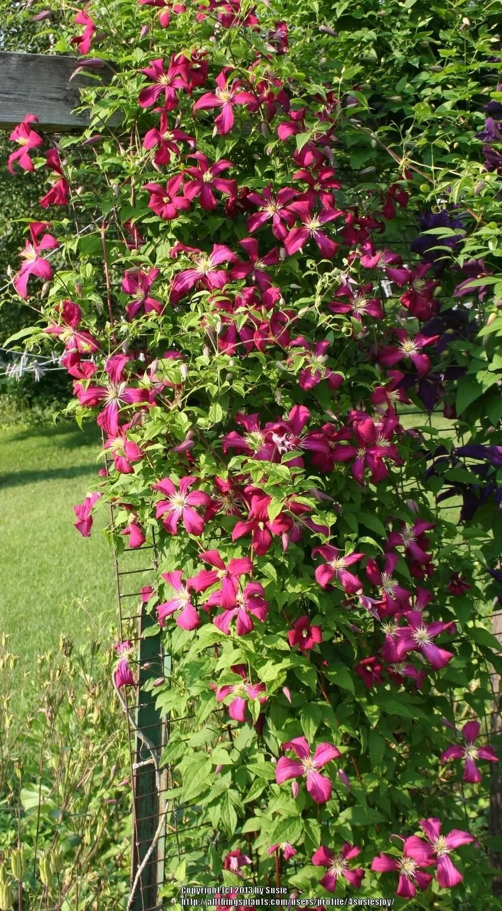 Клематис хот киссес фото Beautiful Clematis 'Jackmanii Rubra'