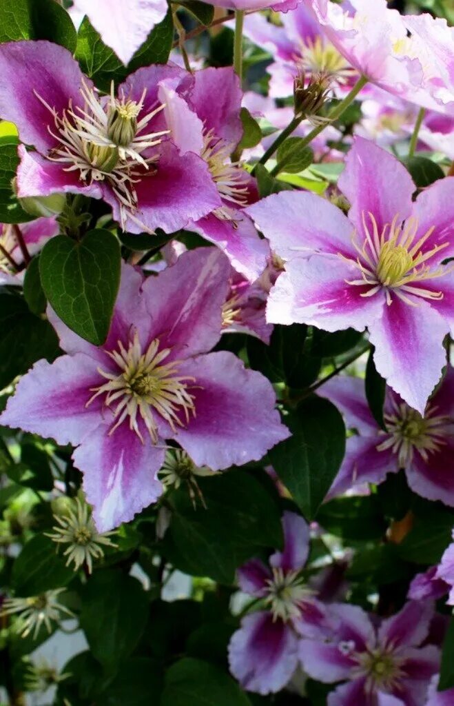 Клематис хот киссес фото Фотографии клематиса (Clematis Picotee) - элегантная красота в каждом цветке Зел