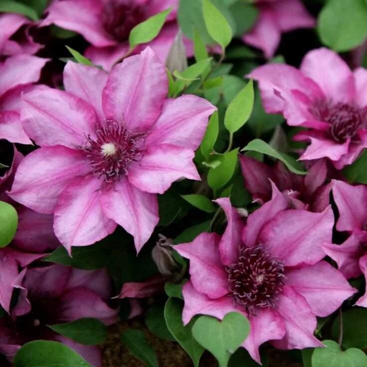 Клематис хот киссес фото Bush clematis (group 3) - RHS Clematis Elodi in 2020 Flower show, Chelsea flower
