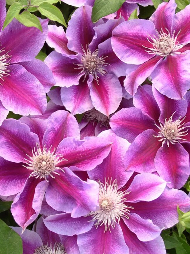 Клематис хот киссес фото Clematis Kilian Donahue Bluestone Perennials Clematis flower, Clematis plants, F