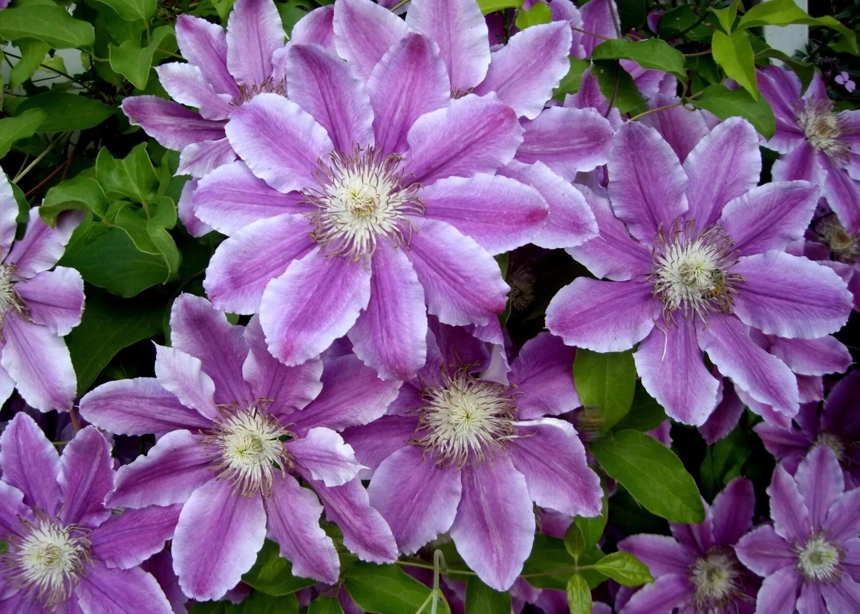 Клематис хот киссес фото Wallpaper : Clematis, flowers, colorful, leaves 1750x1250 - wallpaperUp - 105285