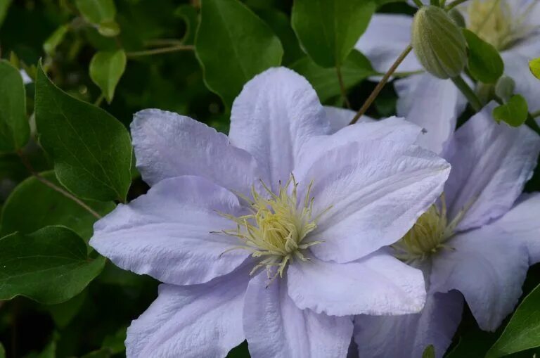 Клематис хот киссес фото и описание CHELSEA EVIPO100 - Donahue's Greenhouse Clematis plants, Clematis, Clematis vine