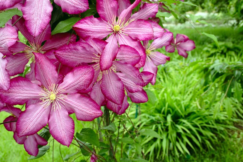 Клематис хот киссес фото и описание сорта Pink clematis in garden stock image. Image of green, closeup - 10065545